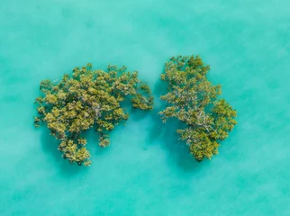 Zelfklevend Fotobehang lonely mangrove © Emanuele