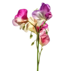 Sweet Pea , isolated on transparent background, PNG