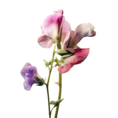 Sweet Pea , isolated on transparent background, PNG