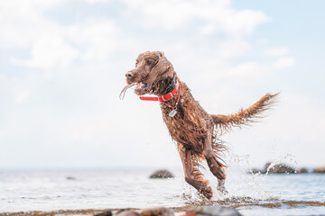 dog in motion, portrait of irish red setter