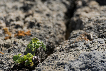 sprout on the ground