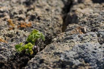 plant in the ground