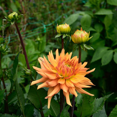 Maarn Orange Dahlia blossom and two closed buds close by, with a background of out of focus lush green foliage in square format