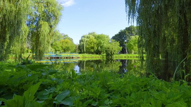 Fresh green plant on the shore of Seret river. Attractive morning scene of Topilche Park with wooden pier, Ternopil, Ukraine. Beauty of nature concept background. 4K video (Ultra High Definition).