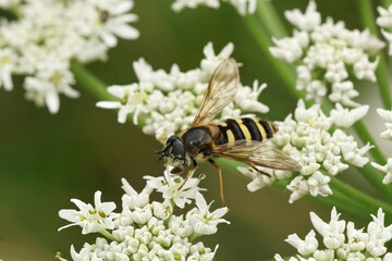 Closeup on a wasp mimic hoverfly, Megasyrphus erraticus on white Hogweed , Heracleum sphondylium