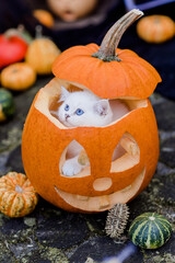 Halloween Kürbis mit Katze