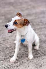 Dog Jack Russell sits on concrete with open mouth. Shallow depth of field. Top view. Vertical.
