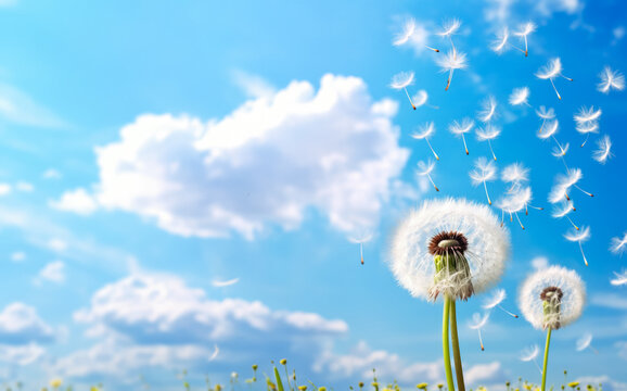 White dandelion seeds flying in the air, clear sky background, banner with empty copy space on side. Generative AI