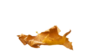 leaf autumn dry yellow brown isolated fallen