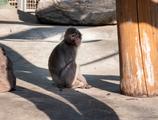 Red macaque sitting in the sunlight. Wild Animals
