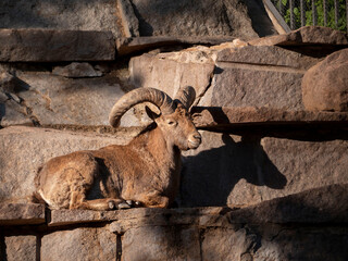 Mountain ibex, warming up in the sun.