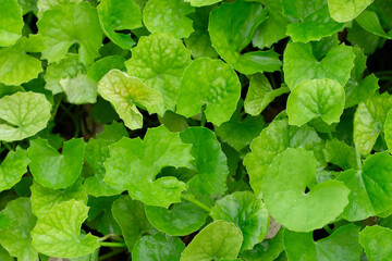 Gotu Kola plant growing in the garden