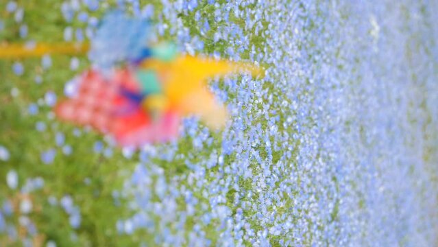 【縦動画】ネモフィラの花畑と風車