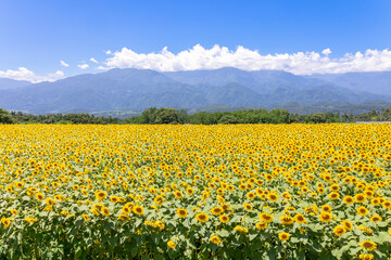 山梨県北杜市明野　満開のひまわり畑