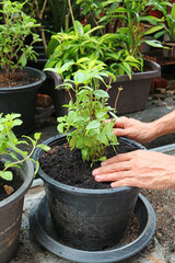 Closeup of Hands Planting a Basil Plant in the Backyard