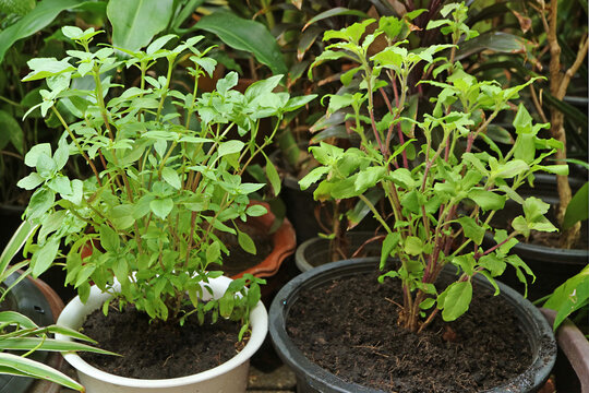 Potted Sweet Basil and Holy Basil Plant in the Garden