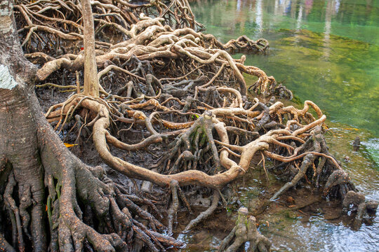 Root system of mangrove trees in water. Horizontal.