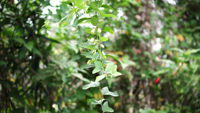 Passiflora biflora vines in the garden
