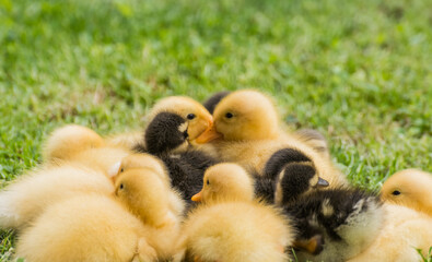 lot of dear fluffy indian runner duck babys cuddle together in grass