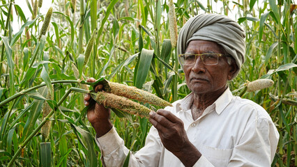 Bajra or pearl millet diseases, Farmer inspection damaged cob of pearl millet of bajra. Green...