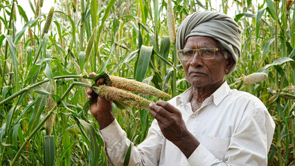 Farmer inspection damaged cob of pearl millet of bajra. Green caterpillar eating whole millet buds...