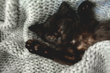 The adorable black cat sleep in the knitted grey blanket. The kitten lies with paw up