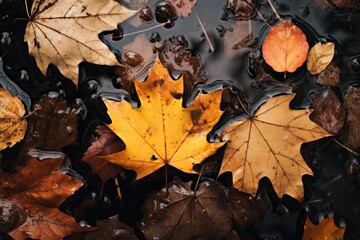 Autumn leaves in a puddle after rain. Autumn background.