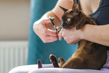 A domestic cat of Burmese breed, brown with yellow eyes, in the hands of the owner. She doesn't...