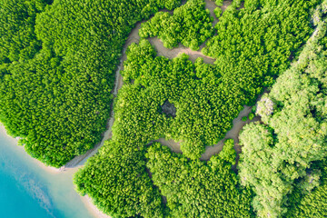 River and green forest mangrove. Beautiful natural scenery of river in southeast Asia tropical green forest, aerial view drone shot. Phang Nga, Thailand