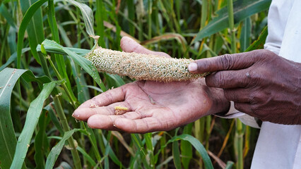 Bajra or pearl millet diseases, Indian farmer showing harmful caterpillar on his hand. Caterpillar...