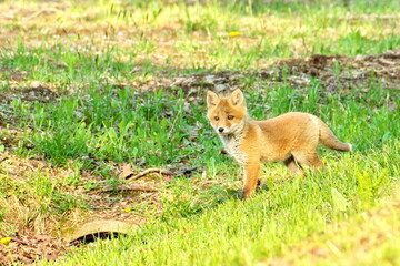 Ezo Ezo red fox cubs in the eastern Hokkaido forest