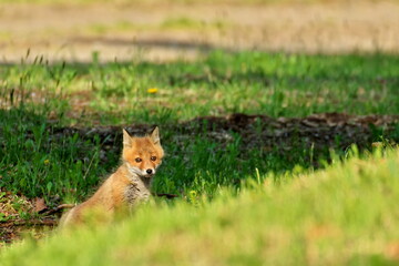 Ezo Ezo red fox cubs in the eastern Hokkaido forest