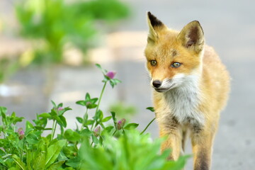 Naklejka na ściany i meble Ezo Ezo red fox cubs in the eastern Hokkaido forest