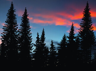 blue and pink sunset in fir forest
