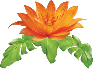 single red tropical flower isolated on white