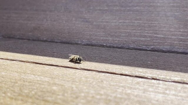 healthy bee searching for food or water on a wooden bench in a sunny day