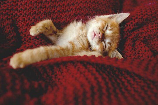A small sleepy kitten lies on his back on a red knitted blanket and shows his paws, the ginger cat smiles in his sleep