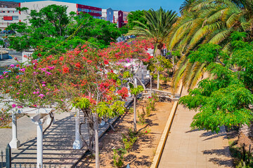 Travel Concepts. Flowers in Maspalomas at Gran Canaria