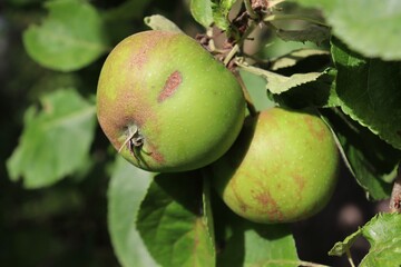 green apples on the tree