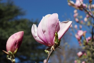 closeup of magnolia tree in bloom