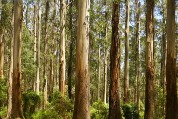 Fototapeta premium Mountain Ash in Sherbrooke Forest Victoria are the worlds largest flowering plant