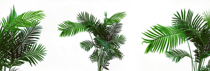 3 green Palm tree leaves on isolated white background