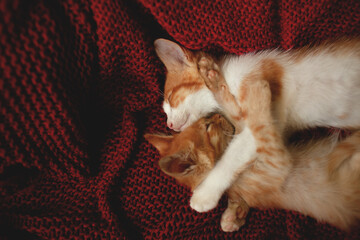 Two small kittens lie in a hug on a knitted red  blanket, two ginger cats lie with paw up