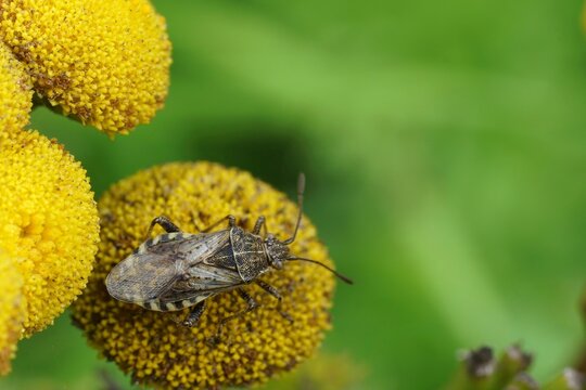 Closeup on a brown scentless platbug, Stictopleurus punctatonervosus sitting on a yellow Tansy flowerhead