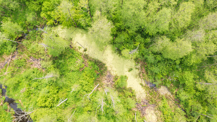 Forest pond with dead tree still standing
