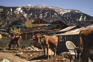 A skinny cow in the middle of the trash in Manali, the Indian Himalayas - Himachal Pradesh - India