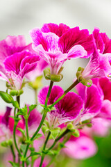 Closeup Macro Shot of Pelargonium or Garden Geranium Flowers of Bold Diamond Wedding Sort.