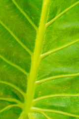 Closeup MacroImage of Psidium Guajava leaf With Light