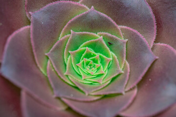 Beautiful Black Aeonium at a botanical garden in spring season