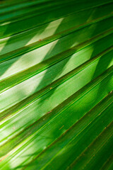 Tropical palm tree washingtonia filifera and bright sunshine of Linden ex Andre H.Wendi ex de Bary...